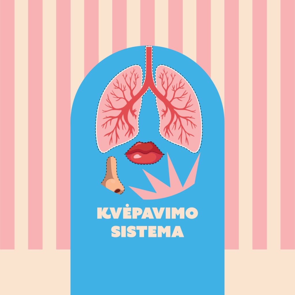 KVĖPAVIMO SISTEMA (plaučių modelis)