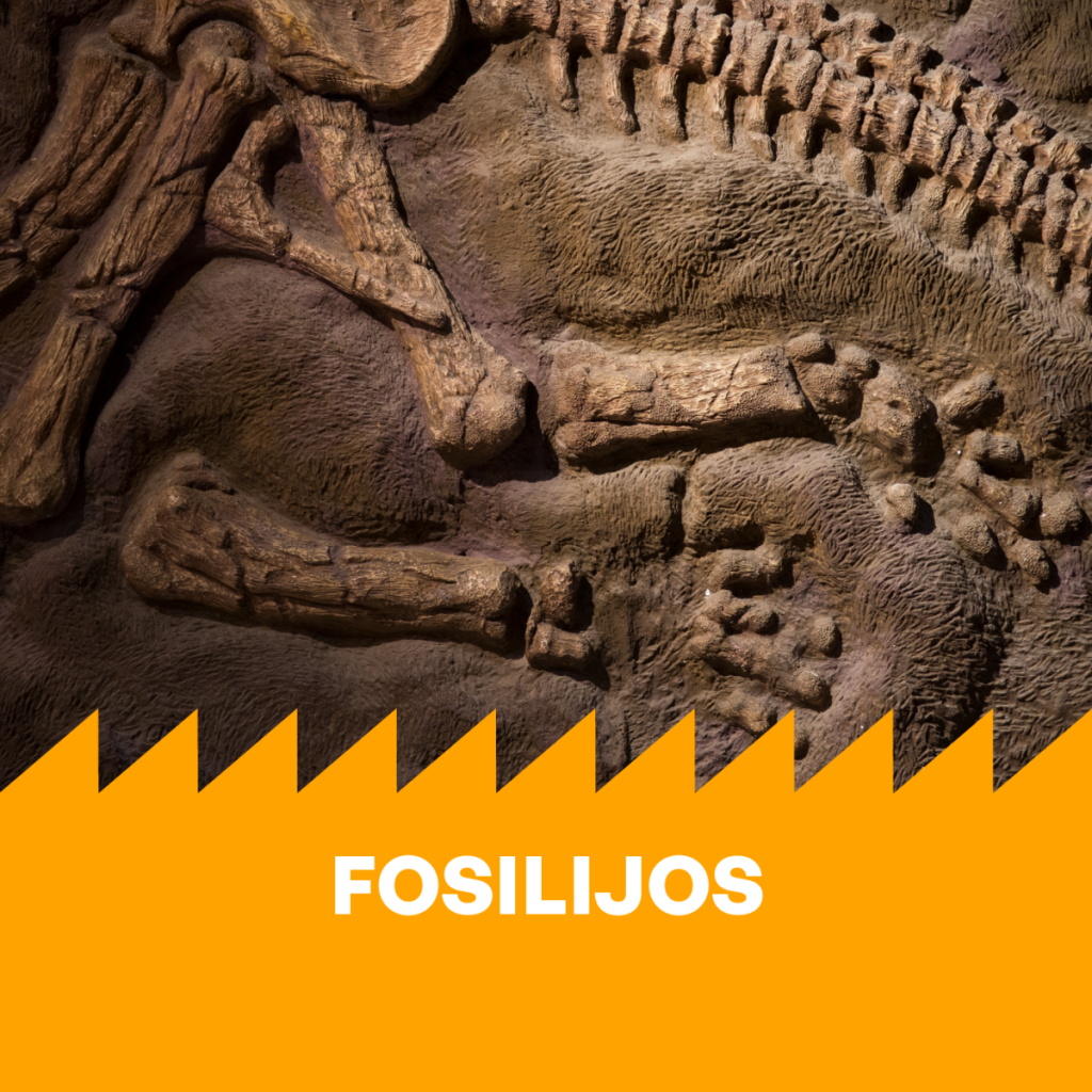 Edukacija „Fosilijos“